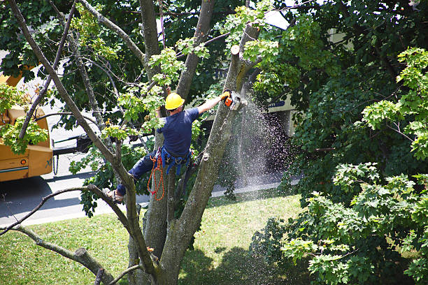 Best Tree Risk Assessment  in USA